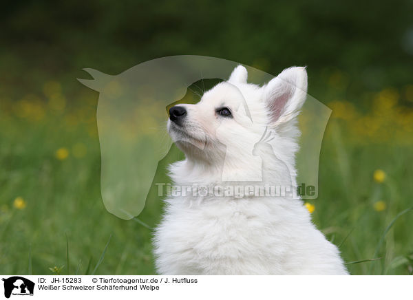 Weier Schweizer Schferhund Welpe / White Swiss Shepherd Puppy / JH-15283