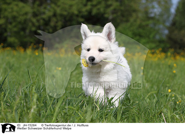 Weier Schweizer Schferhund Welpe / White Swiss Shepherd Puppy / JH-15284