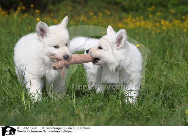 Weie Schweizer Schferhund Welpen / White Swiss Shepherd Puppies / JH-15296