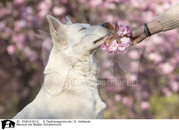 Mensch mit Weier Schferhund / human with White Shepherd / EHO-01612