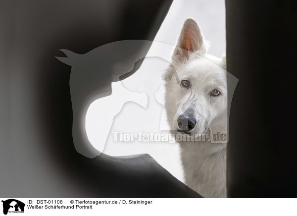 Weier Schferhund Portrait / White Shepherd portrait / DST-01108