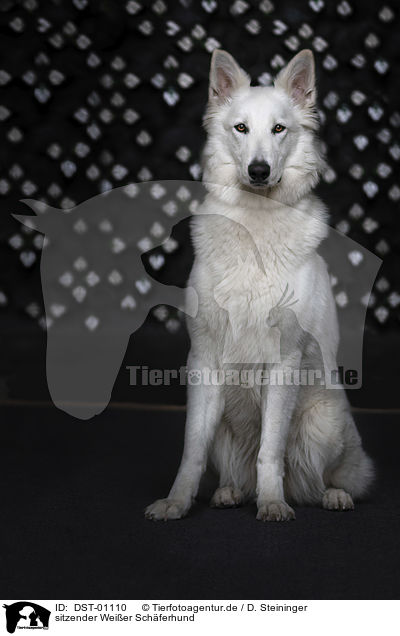 sitzender Weier Schferhund / sitting White Shepherd / DST-01110