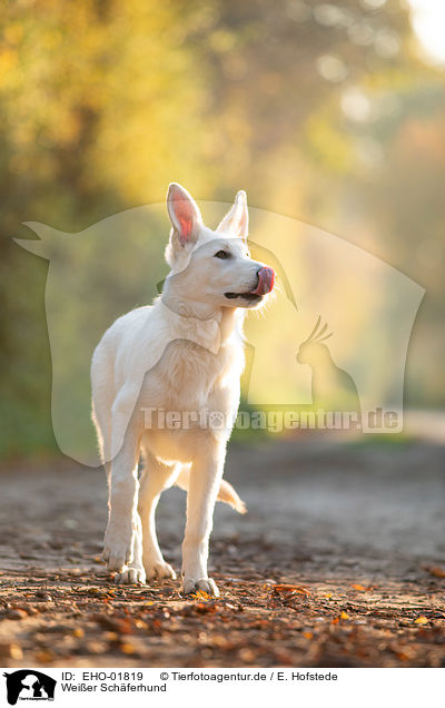 Weier Schferhund / white shepherd / EHO-01819
