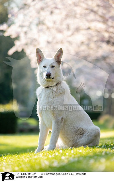Weier Schferhund / white shepherd / EHO-01824