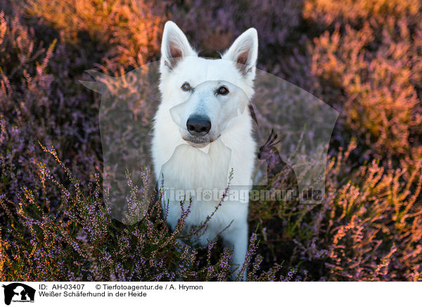 Weier Schferhund in der Heide / AH-03407