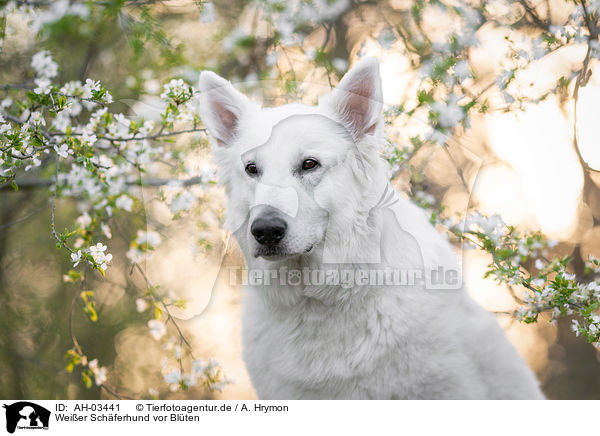 Weier Schferhund vor Blten / AH-03441