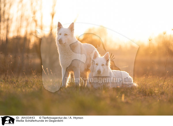 Weie Schferhunde im Gegenlicht / AH-03443