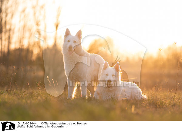 Weie Schferhunde im Gegenlicht / AH-03444