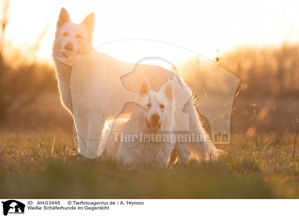 Weie Schferhunde im Gegenlicht / AH-03446