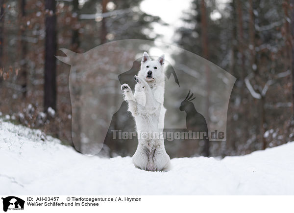 Weier Schferhund im Schnee / AH-03457