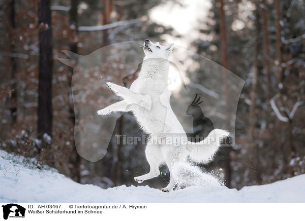 Weier Schferhund im Schnee / AH-03467