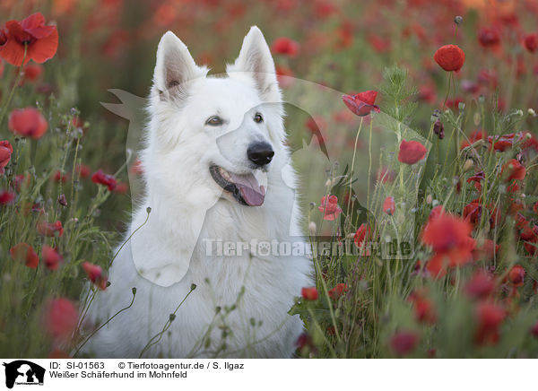 Weier Schferhund im Mohnfeld / SI-01563