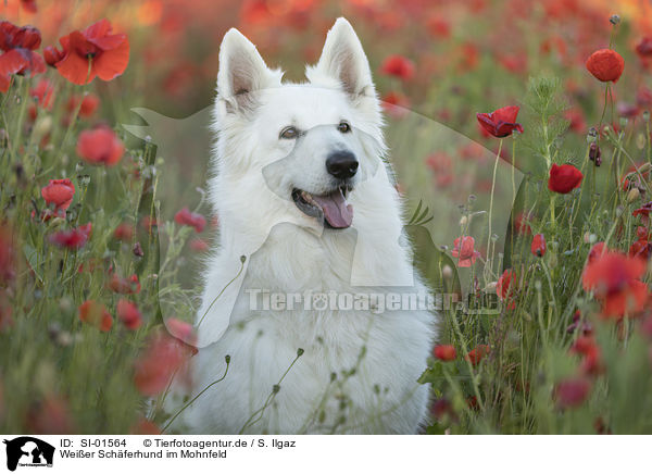 Weier Schferhund im Mohnfeld / SI-01564