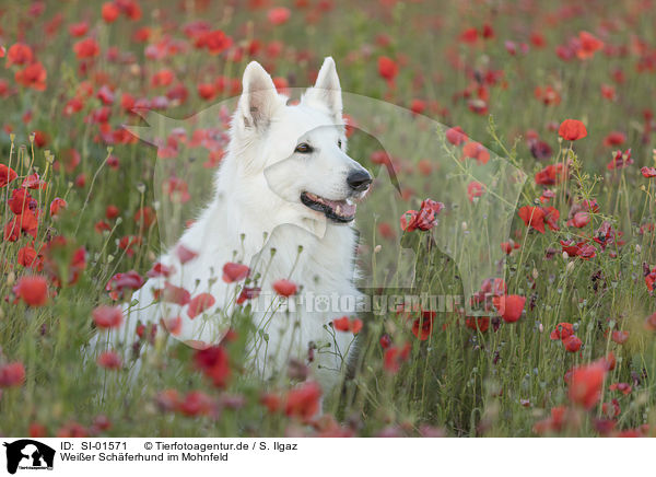 Weier Schferhund im Mohnfeld / SI-01571
