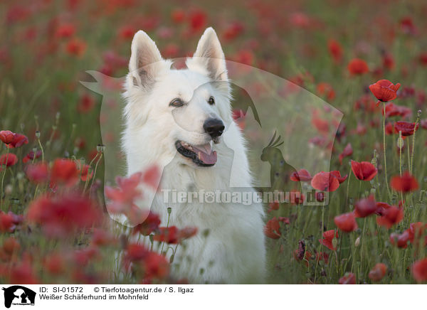 Weier Schferhund im Mohnfeld / SI-01572