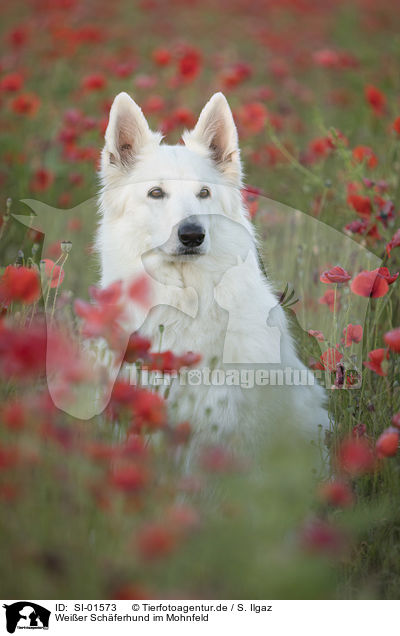 Weier Schferhund im Mohnfeld / White Shepherd in the poppy field / SI-01573
