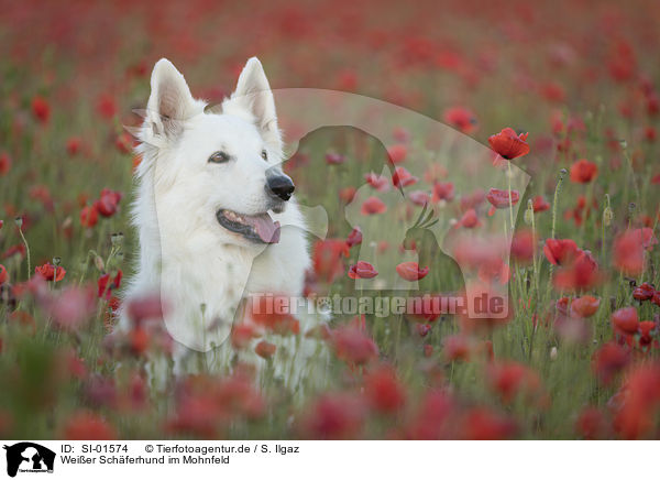 Weier Schferhund im Mohnfeld / White Shepherd in the poppy field / SI-01574