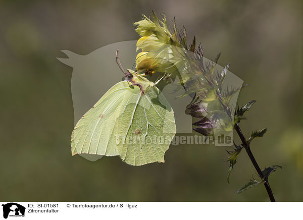 Zitronenfalter / Brimstone Butterfly / SI-01581