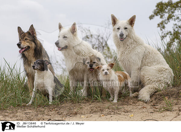 Weier Schferhund / JM-13846