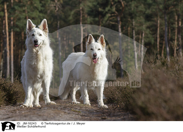 Weier Schferhund / White Shepherd / JM-16243