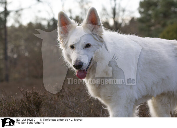 Weier Schferhund / JM-16260