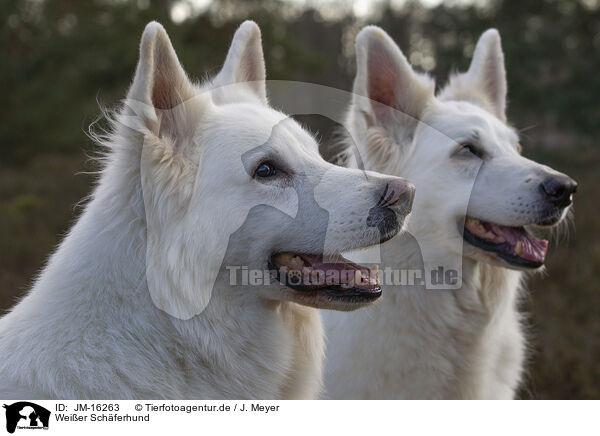 Weier Schferhund / White Shepherd / JM-16263