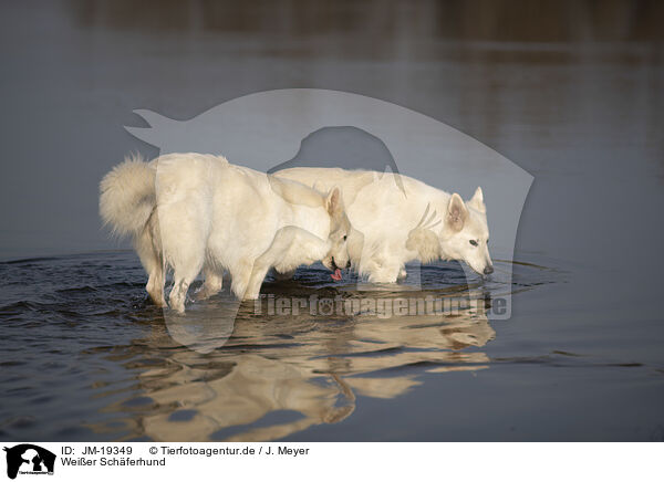 Weier Schferhund / white shepherd / JM-19349