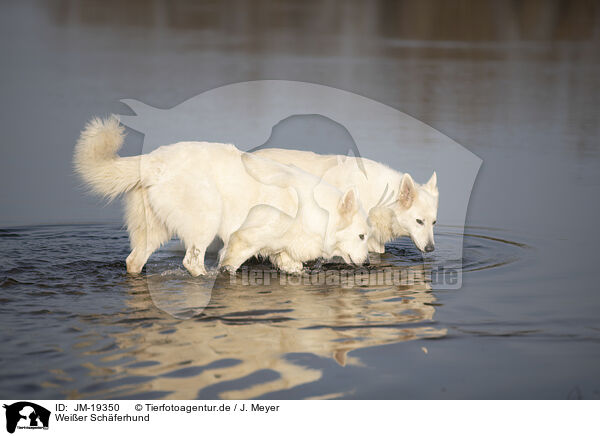 Weier Schferhund / white shepherd / JM-19350