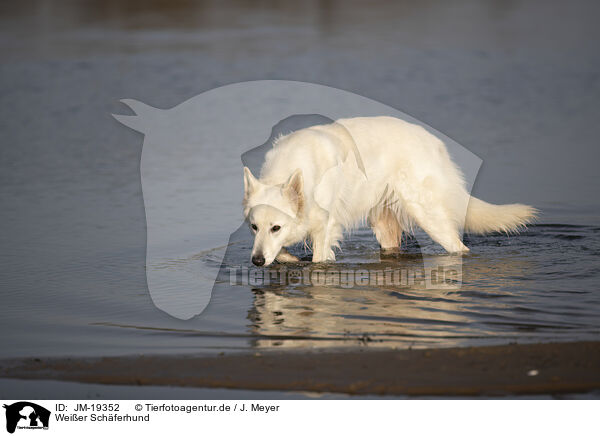 Weier Schferhund / white shepherd / JM-19352