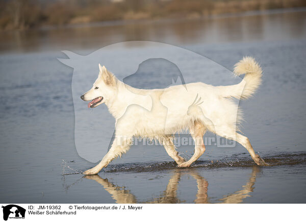 Weier Schferhund / white shepherd / JM-19362