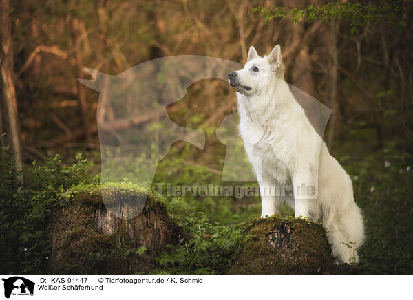 Wei�er Sch�ferhund / White Shepherd / KAS-01447