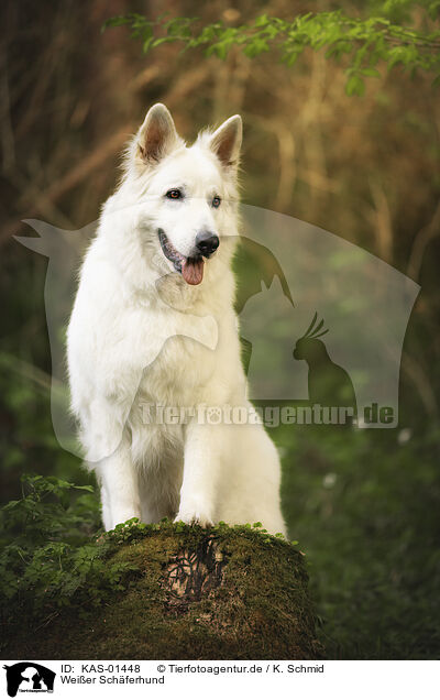 Weier Schferhund / White Shepherd / KAS-01448