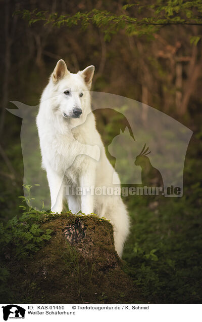 Weier Schferhund / White Shepherd / KAS-01450