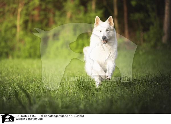 Weier Schferhund / KAS-01452