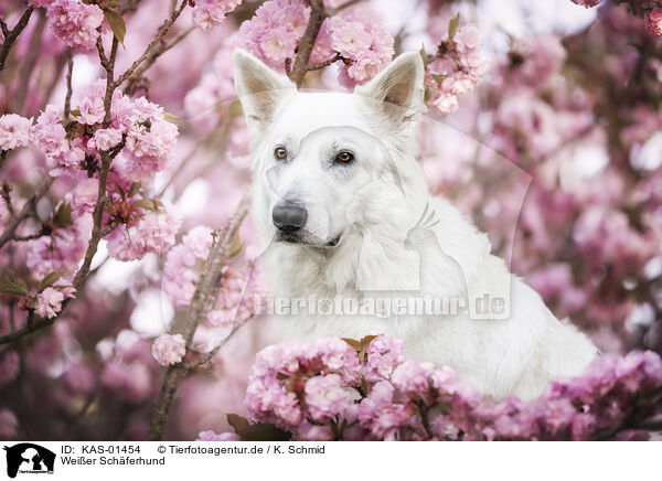 Weier Schferhund / KAS-01454