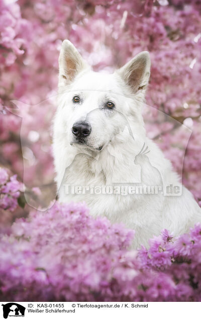 Weier Schferhund / White Shepherd / KAS-01455