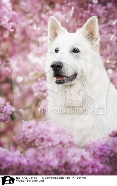 Weier Schferhund / KAS-01456