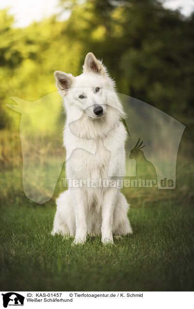 Weier Schferhund / KAS-01457