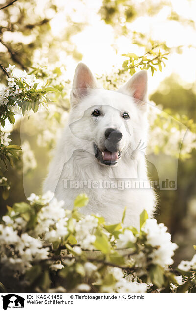 Weier Schferhund / KAS-01459