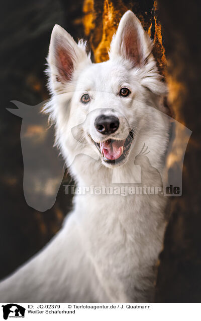 Weier Schferhund / White Shepherd / JQ-02379