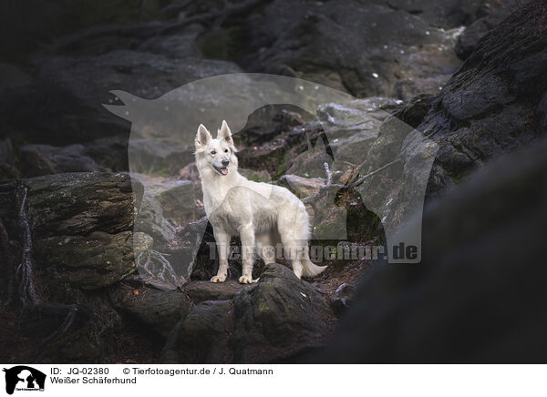 Weier Schferhund / JQ-02380