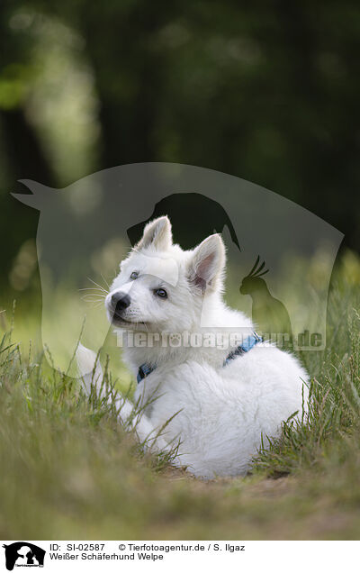 Weier Schferhund Welpe / SI-02587