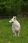 stehender Weier Schweizer Schferhund