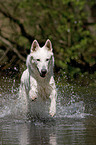 Weier Schferhund im Wasser