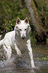 Weier Schferhund im Wasser