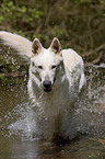 Weier Schferhund im Wasser