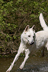 Weier Schferhund im Wasser