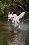 Weier Schferhund im Wasser