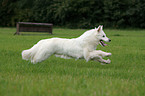 rennender Weißer Schäferhund