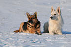 Weier und Deutscher Schferhund